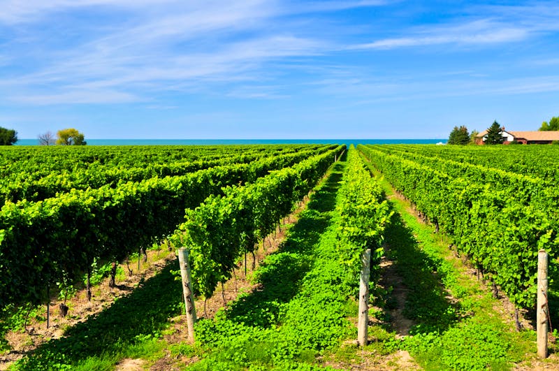Weinanbau in der Niagara-Region - Ontario - ©Elenathewise - stock.adobe.com