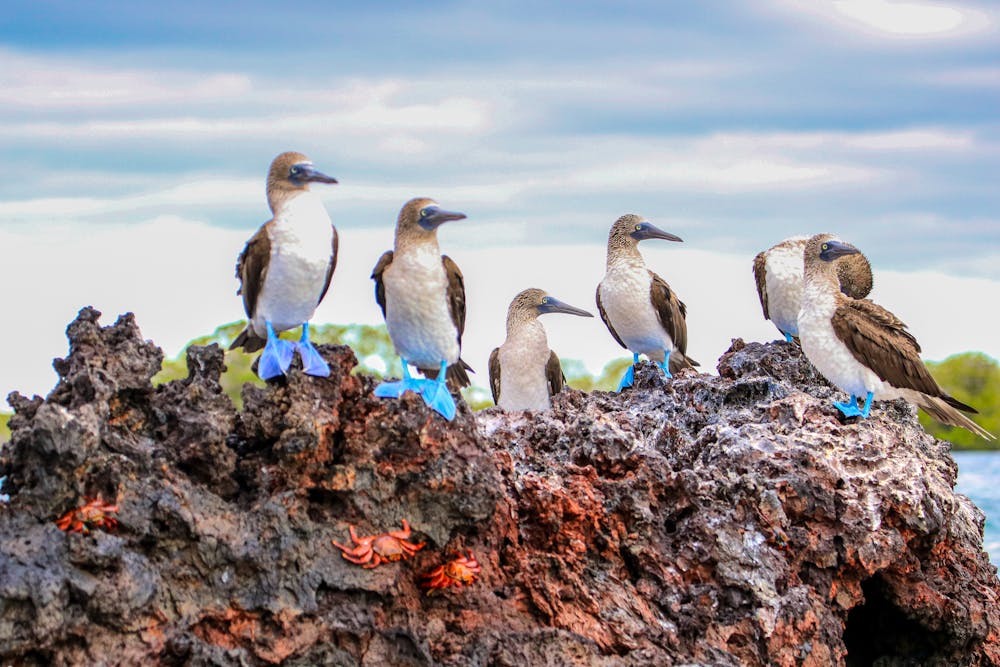 Blaufußtölpel in Elizabeth Bay auf der Insel Isabela - Galapagos Inseln &ndash; &copy; Bill - stock.adobe.com