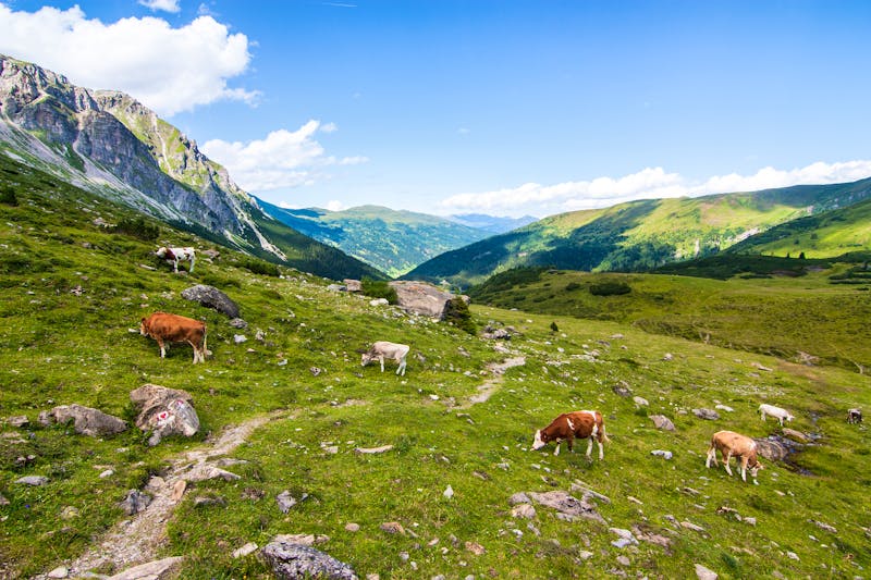 Kühe im Obernbergertal - ©Stefan Kretzschmar - stock.adobe.com
