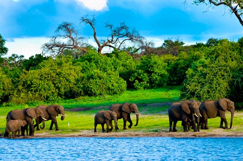 Elefantenfamilie im Chobe Nationalpark in Botswana &ndash; &copy; Adwo - stock.adobe.com