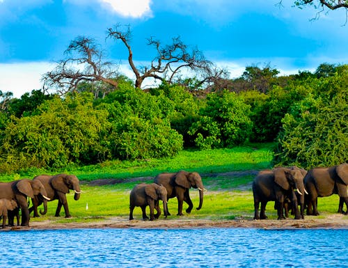 Elefantenfamilie im Chobe Nationalpark in Botswana – © Adwo - stock.adobe.com