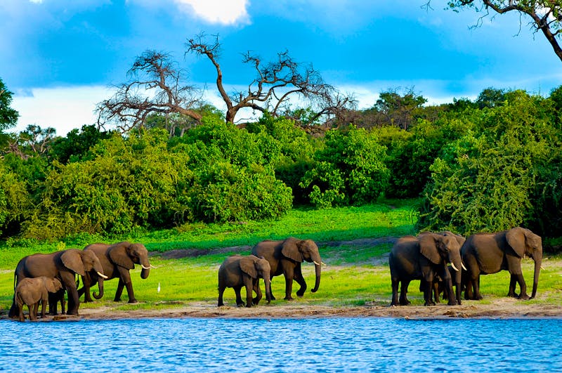 Elefantenfamilie im Chobe Nationalpark in Botswana - ©Adwo - stock.adobe.com