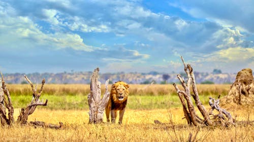 Löwe im Chobe Nationalpark, Botswana  &ndash; &copy; Cheryl Ramalho - stock.adobe.com
