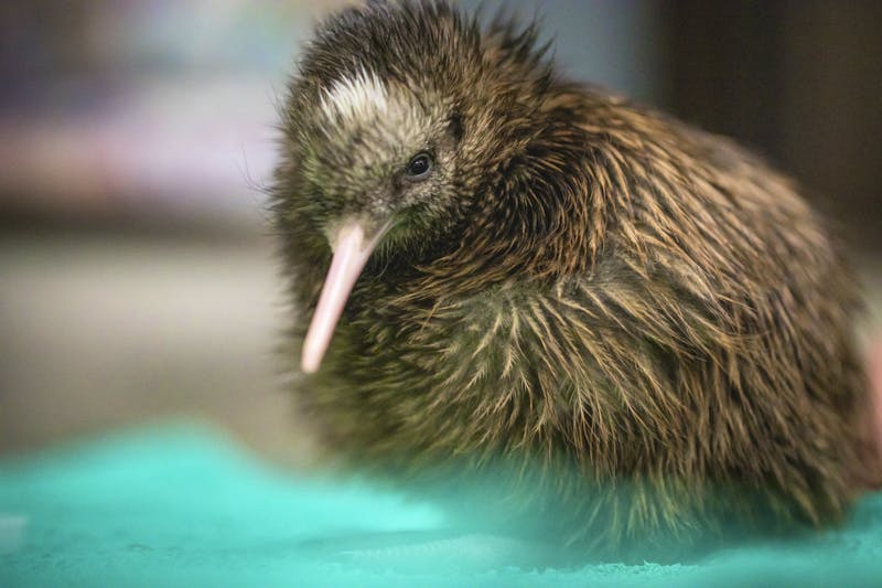 Kiwi im Pukaha National Wildlife Centre in Wairarapa - Neuseeland - ©Miles Holden / Tourism New Zealand