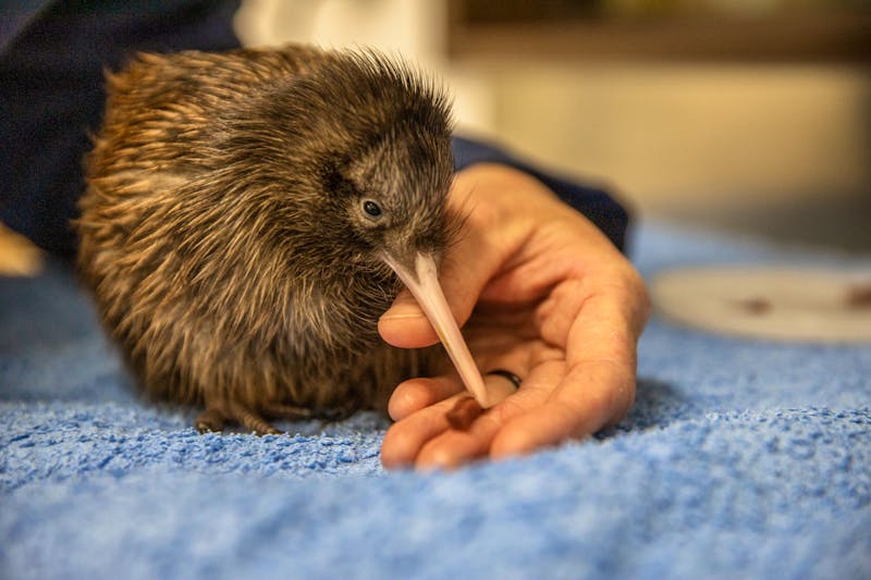 Kiwi im Pukaha National Wildlife Centre in Wairarapa - Neuseeland - &copy;Camilla Rutherford / Tourism New Zealand