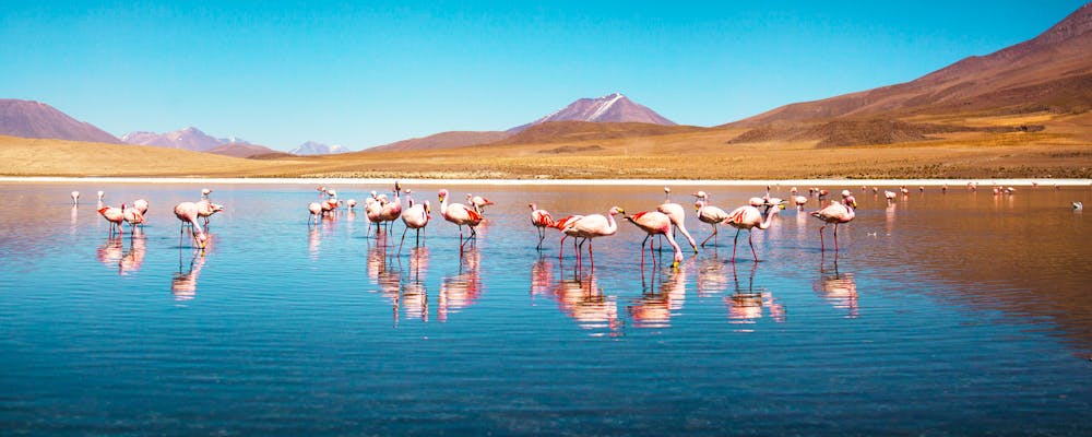 Flamingos uyuni Salzsee Bolivien – © Marcos - stock.adobe.com