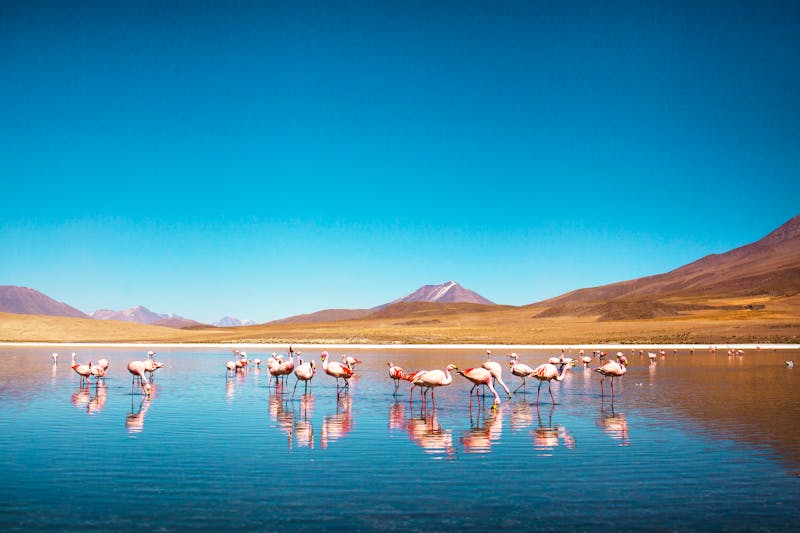Flamingos uyuni Salzsee Bolivien - ©Marcos - stock.adobe.com