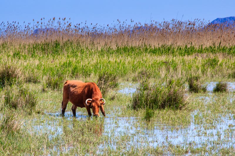 Im Naturpark S'Albufera bei Es Grau - ©Miguel - stock.adobe.com