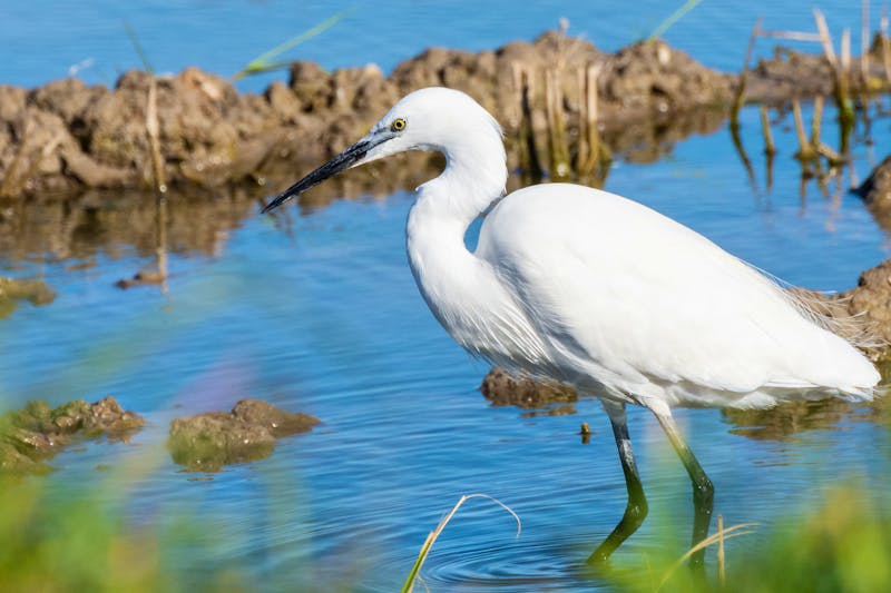 Im Naturpark S'Albufera bei Es Grau - ©Fernando.RM - stock.adobe.com