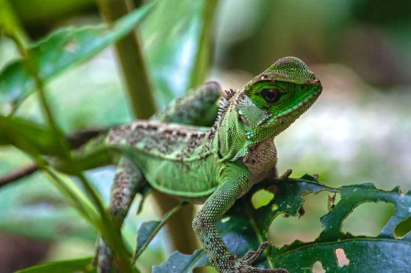 Tierwelt im Amazonas-Gebiet von Ecuador - ©Napo Cultural Center Lodge