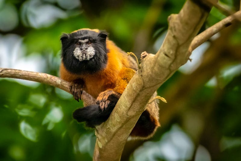 Tierwelt im Amazonas-Gebiet von Ecuador - ©Napo Cultural Center Lodge