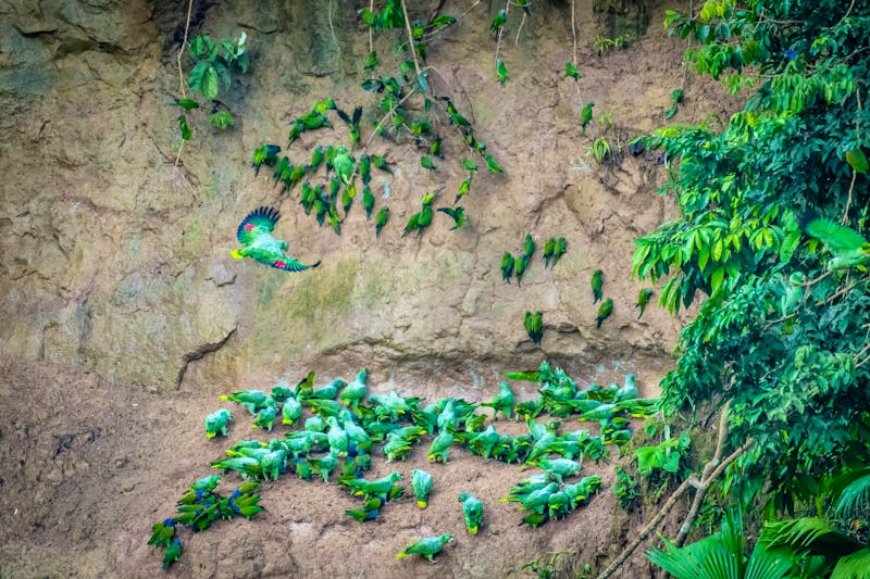 Tierwelt im Amazonas-Gebiet von Ecuador - ©Napo Cultural Center Lodge