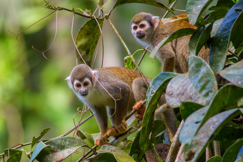 Tierwelt im Amazonas-Gebiet von Ecuador - ©Napo Cultural Center Lodge