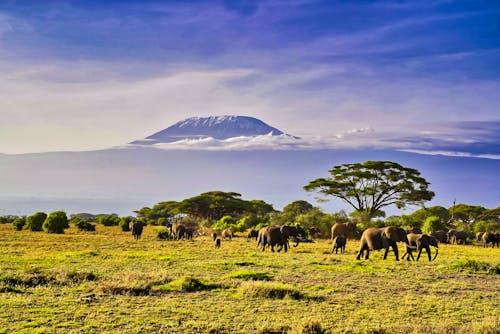 Elefanten vor dem Kilimanjaro im Amboseli-Nationalpark - Kenia &ndash; &copy; InnerPeace - stock.adobe.com