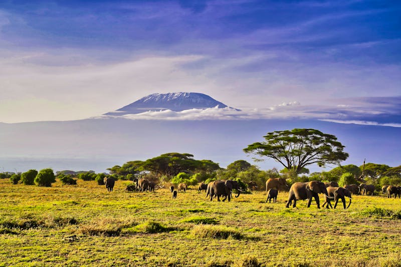 Elefanten vor dem Kilimanjaro im Amboseli-Nationalpark - Kenia - ©InnerPeace - stock.adobe.com