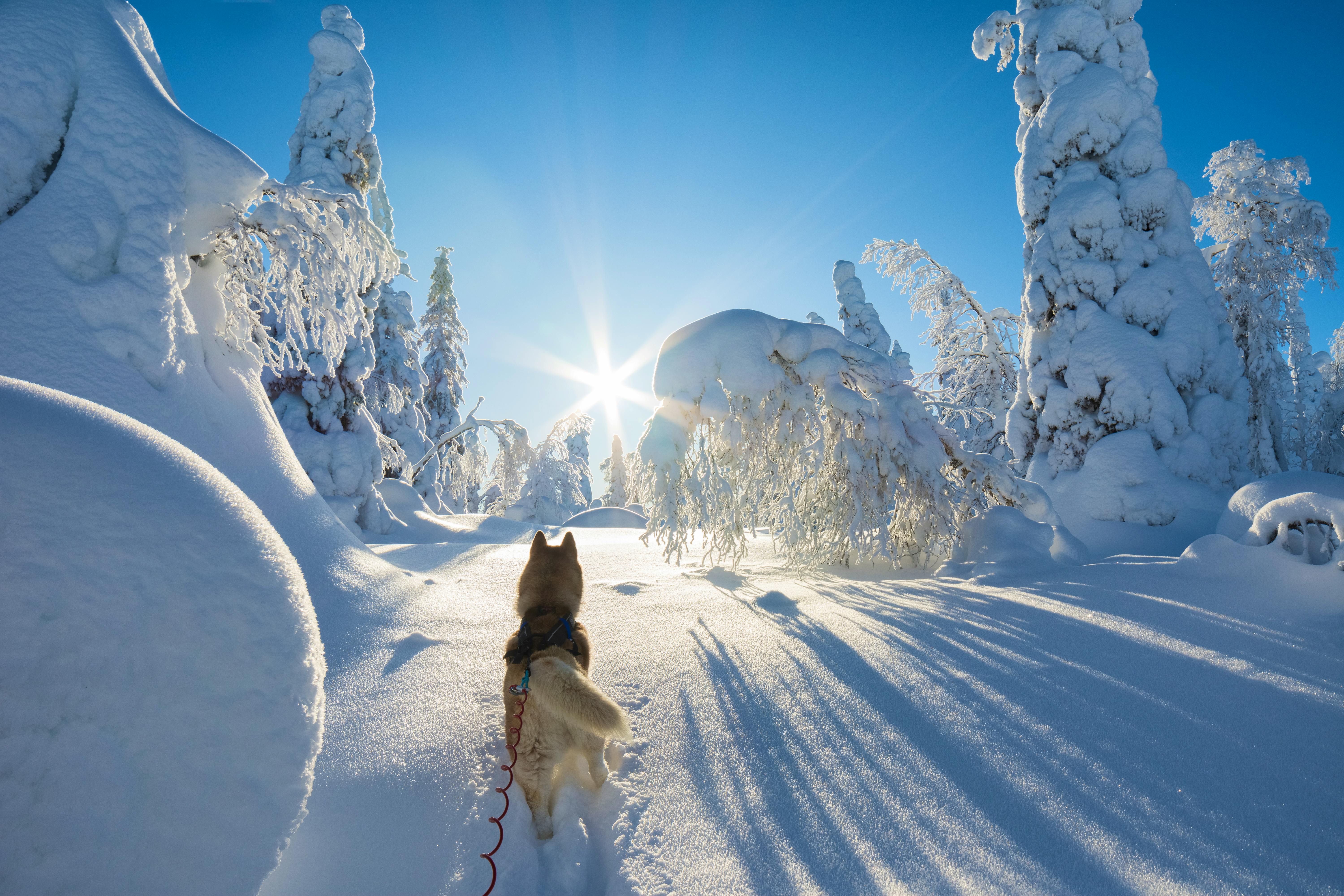 Husky in Winterlandschaft, Finnland – © Janne - stock.adobe.com