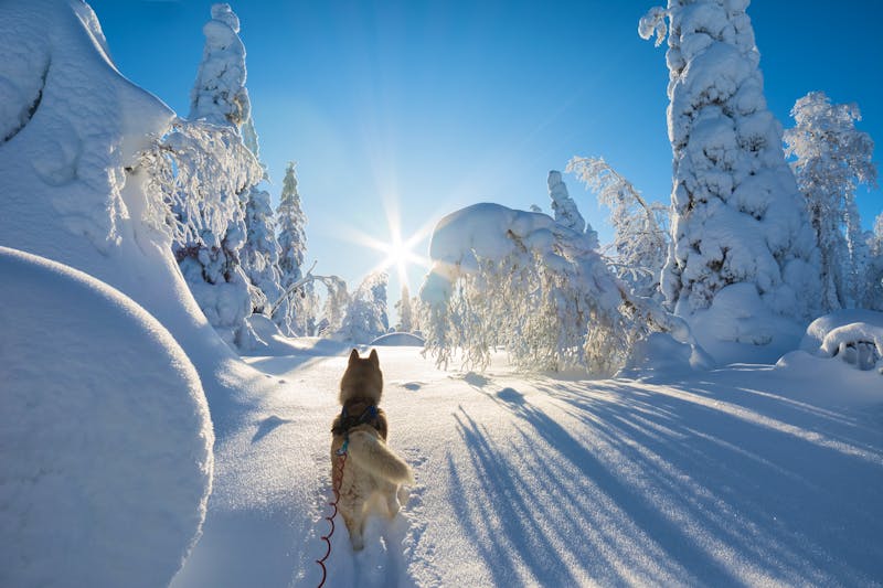 Husky in Winterlandschaft, Finnland - ©Janne - stock.adobe.com