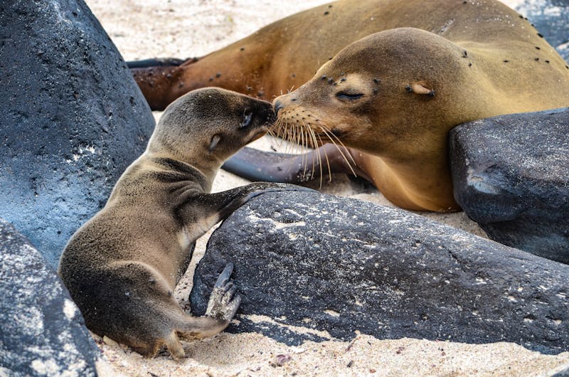 Galapagos-Seelöwen auf der Insel Santa Fé auf den Galapagos Inseln in Ecuador - ©Mark - stock.adobe.com