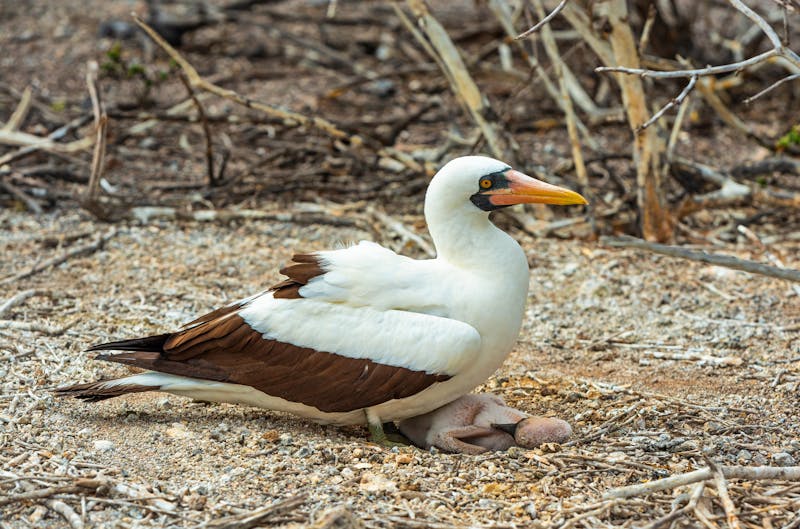 Nazca-Tölpel im Galapagos Nationalpark auf der Insel Genovesa in Ecuador - ©SEBASTIEN LECOCQ - stock.adobe.com
