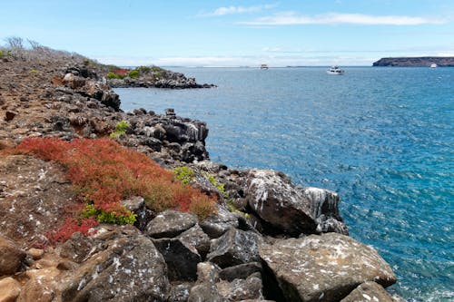 Landschaft vom Norden der Insel Seymour auf den Galapagos Inseln in Ecuador &ndash; &copy; André LABETAA - stock.adobe.com