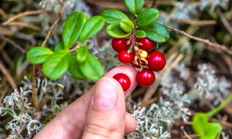 Preiselbeeren in Schweden - ©SERSOLL - stock.adobe.com