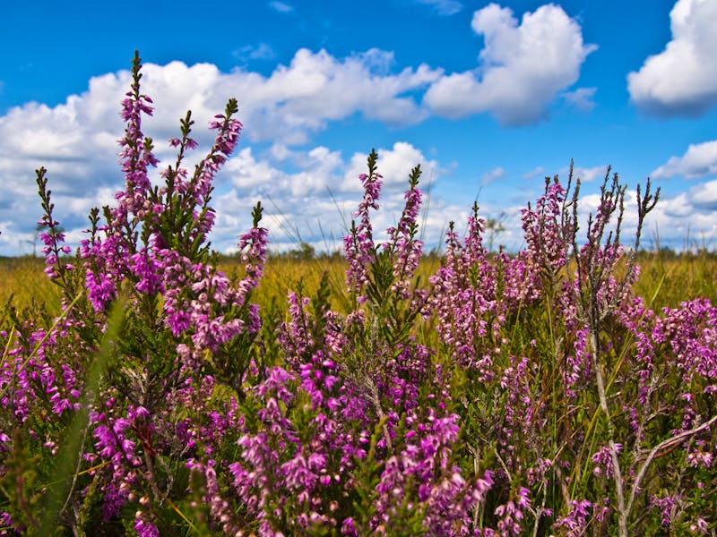 Heidekraut im Store Mosse Nationalpark bei Jönköping - ©Wolfgang - stock.adobe.com