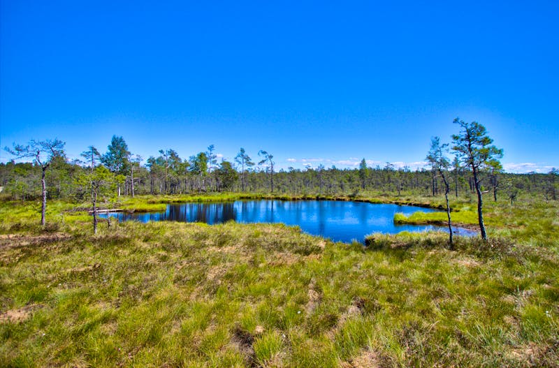 Moorlandschaft im Store Mosse Nationalpark bei Jönköping - ©João Figueiredo - stock.adobe.c