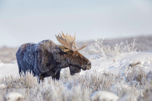 Elch-Bulle im Grand Teton National Park in Wyoming im Winter &ndash; &copy; DanitaDelimont - Adobe Stock
