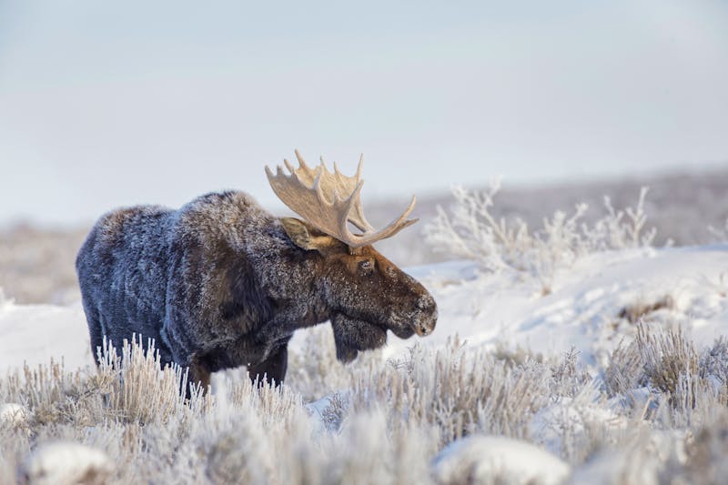 Elch-Bulle im Grand Teton National Park in Wyoming im Winter - ©DanitaDelimont - Adobe Stock