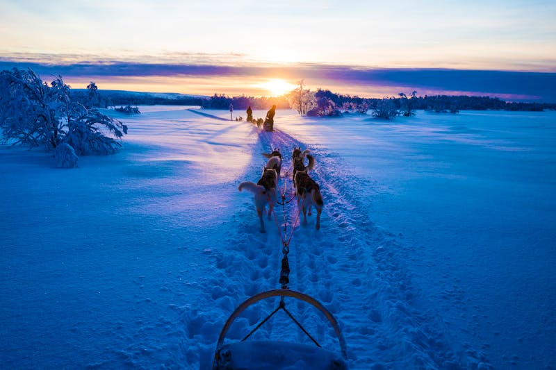 Huskys in Lappland - ©K. Chae