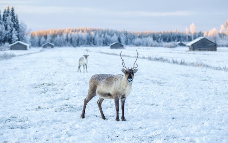 Rentier im Schnee, Lappland - ©Marko Junttila
