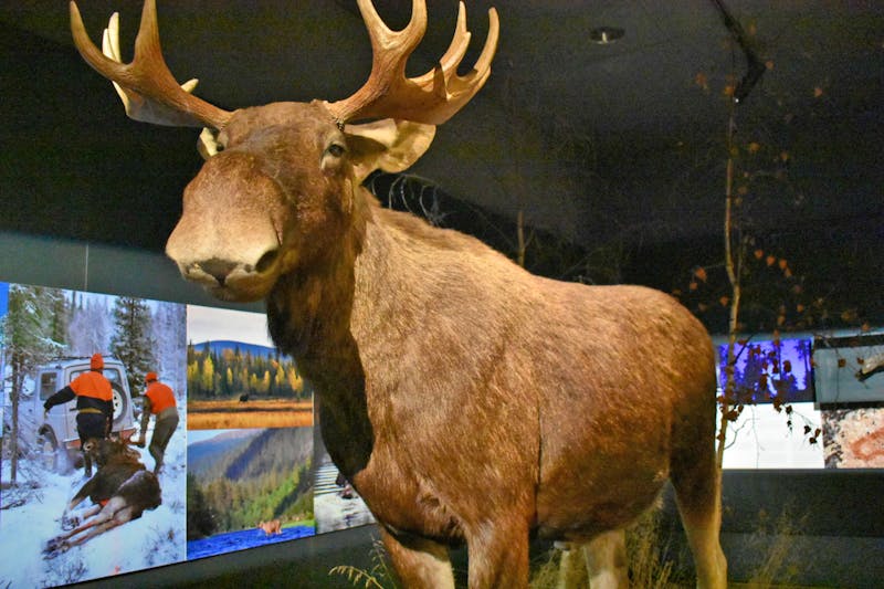 Im Arktikum-Museum in Rovaniemi  - ©Mandy Rauschner - Eberhardt TRAVEL