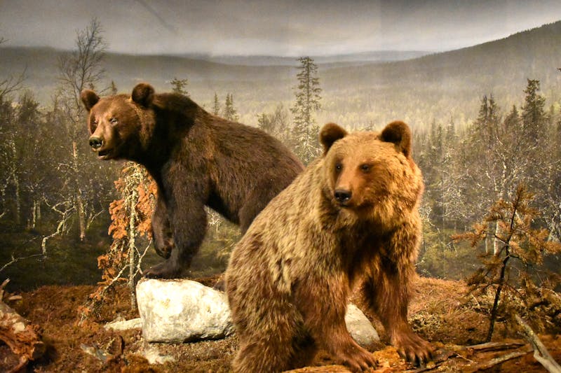 Im Arktikum-Museum in Rovaniemi  - ©Mandy Rauschner - Eberhardt TRAVEL