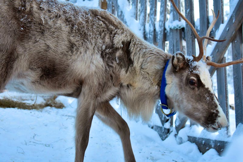 Rentier in Lappland - ©Mandy Rauschner - Eberhardt TRAVEL