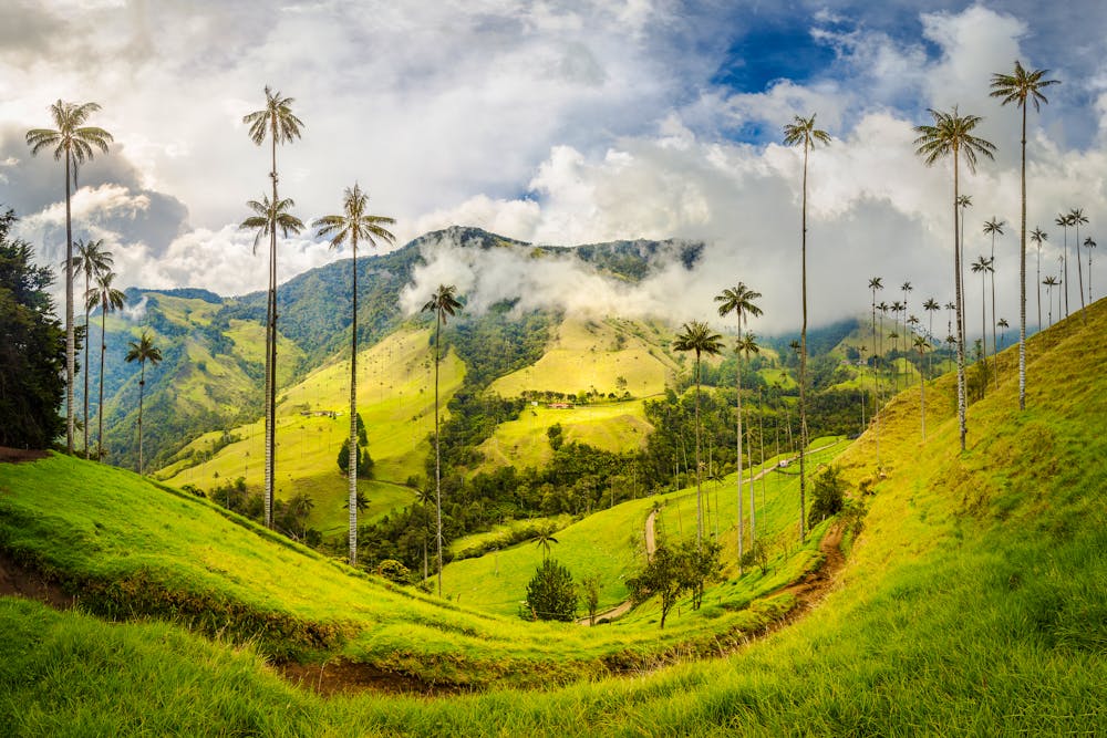 Cocora Valley in Kolumbien bei Salento  &ndash; &copy; Patrick Poendl - stock.adobe.com