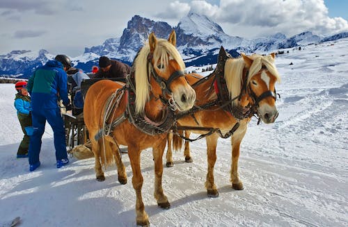 Pferdeschlitten auf der Seiser Alm - Südtirol &ndash; &copy; Ria Heilmann - Eberhardt TRAVEL