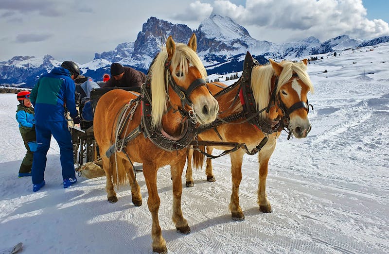 Pferdeschlitten auf der Seiser Alm - Südtirol - ©Ria Heilmann - Eberhardt TRAVEL
