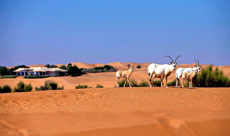 Al Maha Luxury Collection Desert Resort & Spa - Dubai - ©Al Maha Luxury Collection Desert Resort & Spa