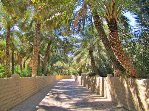 Oase von Al Ain in Abu Dhabi &ndash; &copy; Jacob Spangenberg - Eberhardt TRAVEL