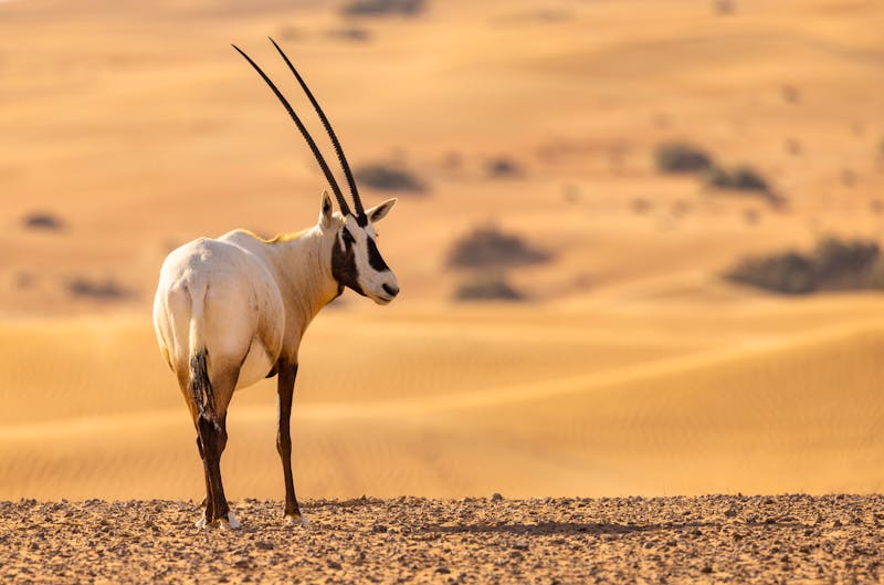 Oryx-Antilope in der Wüste von Dubai - ©hyserb - stock.adobe.com