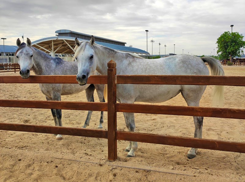Araber-Pferde im Al Shaqab Elite Reitsportzentrum in Doha - ©Sten Bernhardt - Eberhardt TRAVEL