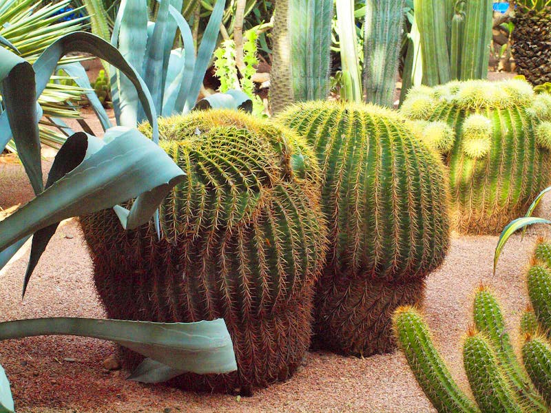 Jardin Majorelle in Marrakesch - Graten von Yves Saint Laurent - ©Juliane Voigt - Eberhardt TRAVEL