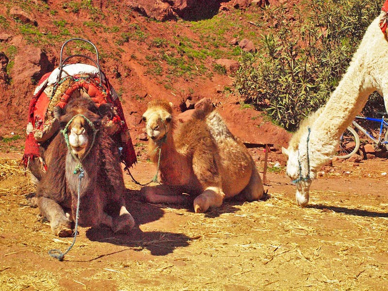 Ausflug ins Ourika-Tal - ©Juliane Voigt - Eberhardt TRAVEL