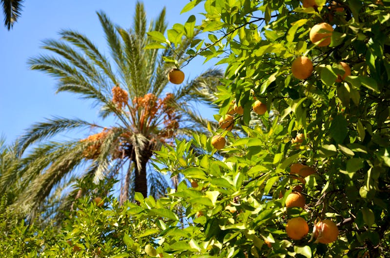 Orangenbaum und Palmen im Ourika-Tal - ©Holger - stock.adobe.com