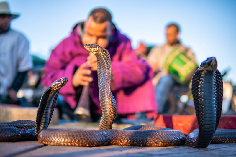 Schlangenbeschwörer auf dem Gauklerplatz in Marrakesch - ©Oleksandr - stock.adobe.com