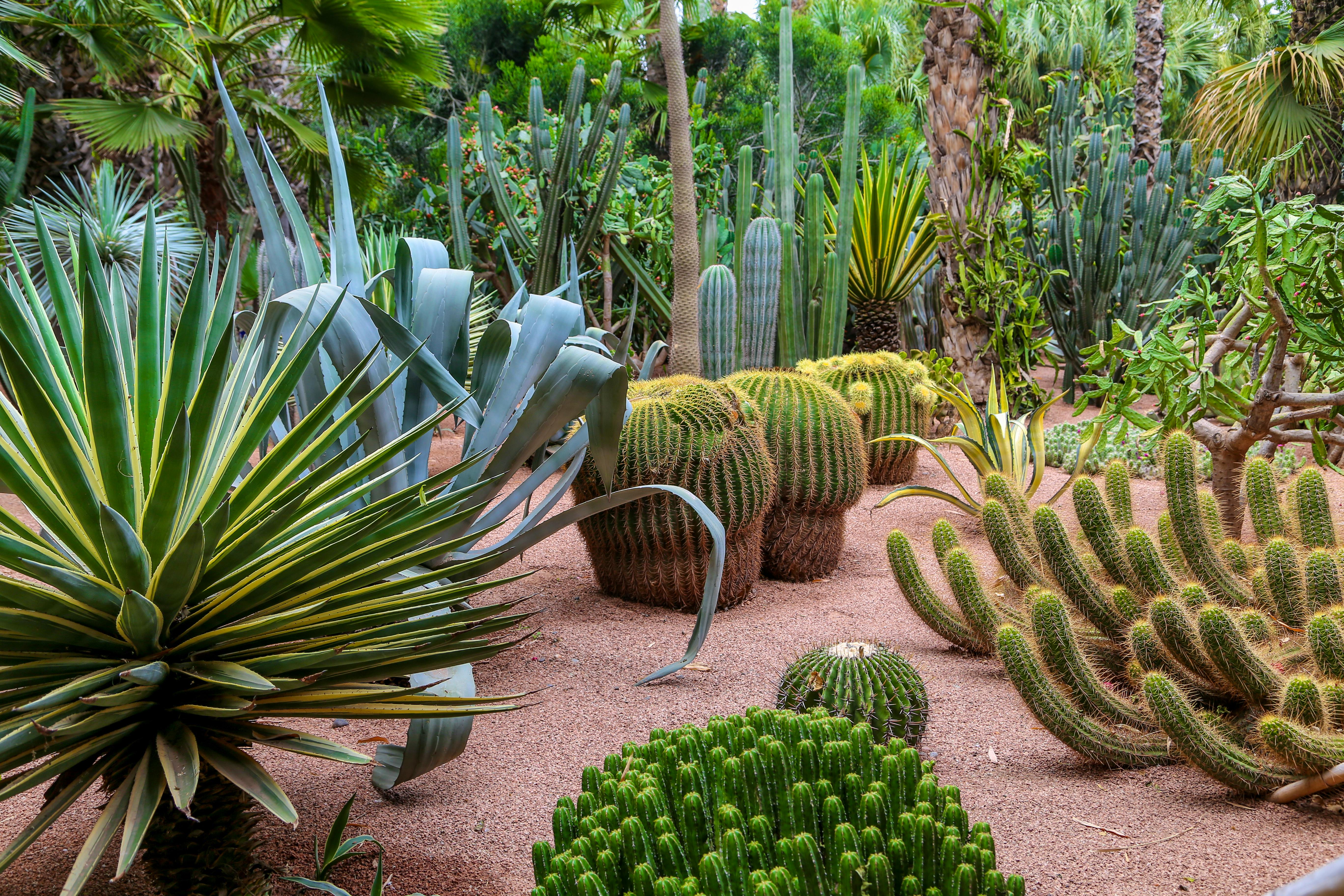 Jardin Majorelle in Marrakesch - &copy;Jérôme Rommé - stock.adobe.com