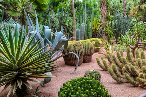 Jardin Majorelle in Marrakesch &ndash; &copy; Jérôme Rommé - stock.adobe.com