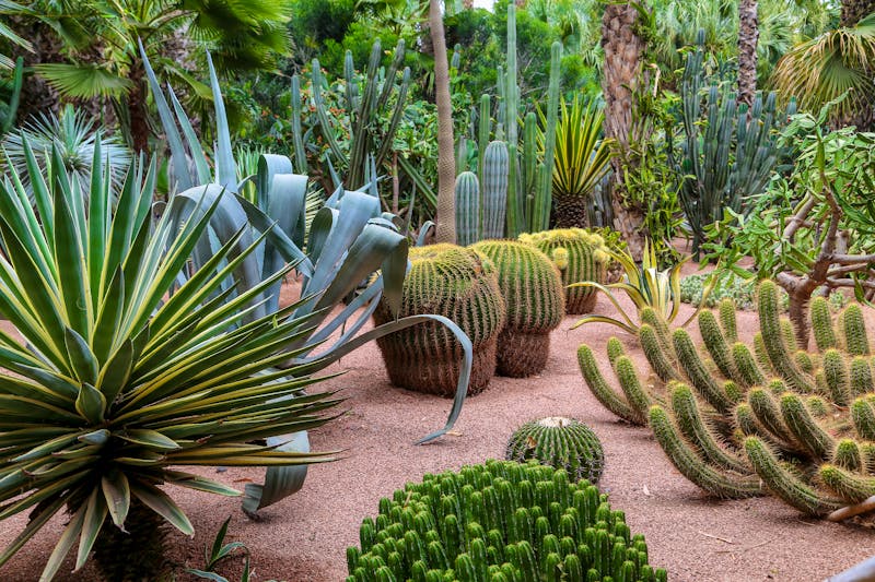 Jardin Majorelle in Marrakesch - ©Jérôme Rommé - stock.adobe.com