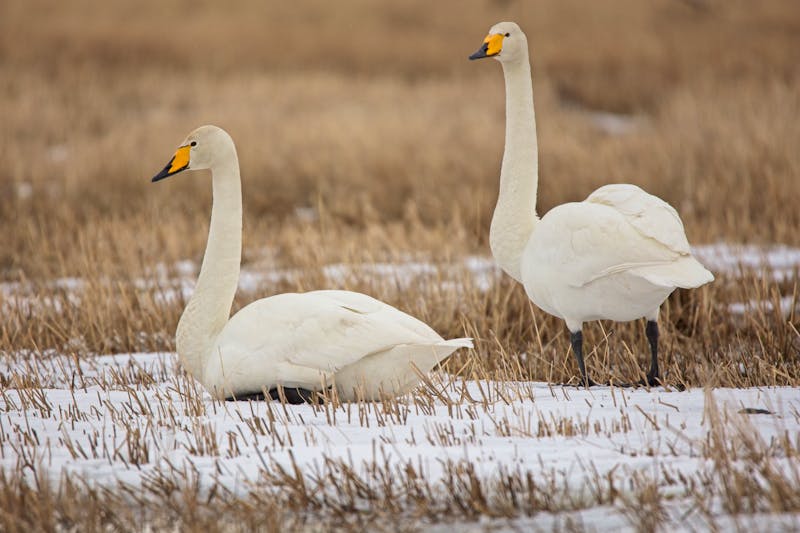 Schwäne auf der Insel Hailuoto in Finnland - ©Raimo - stock.adobe.com