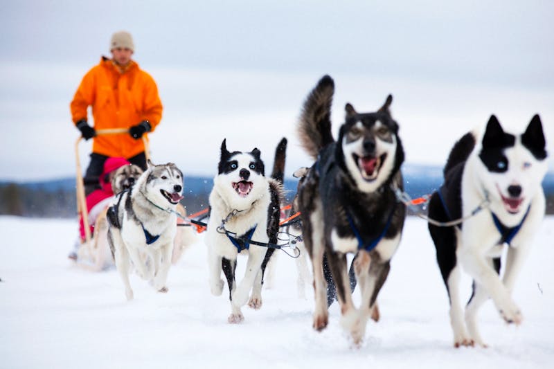 Husky-Tour in Lappland - ©Mikko Ryhänen - Visit Finland